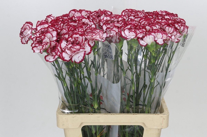 Dianthus St Bacarat