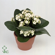 Kalanchoe Calandiva White