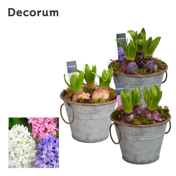 <h4>Arrangementen Hyacinthus 6%</h4>