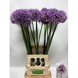 Allium Statos