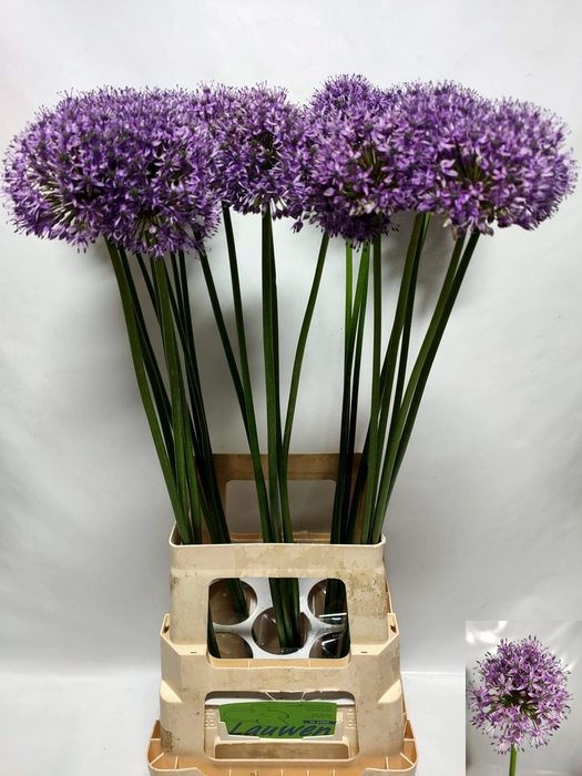 <h4>Allium Statos</h4>