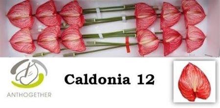 <h4>Anth A Caldonia 12</h4>