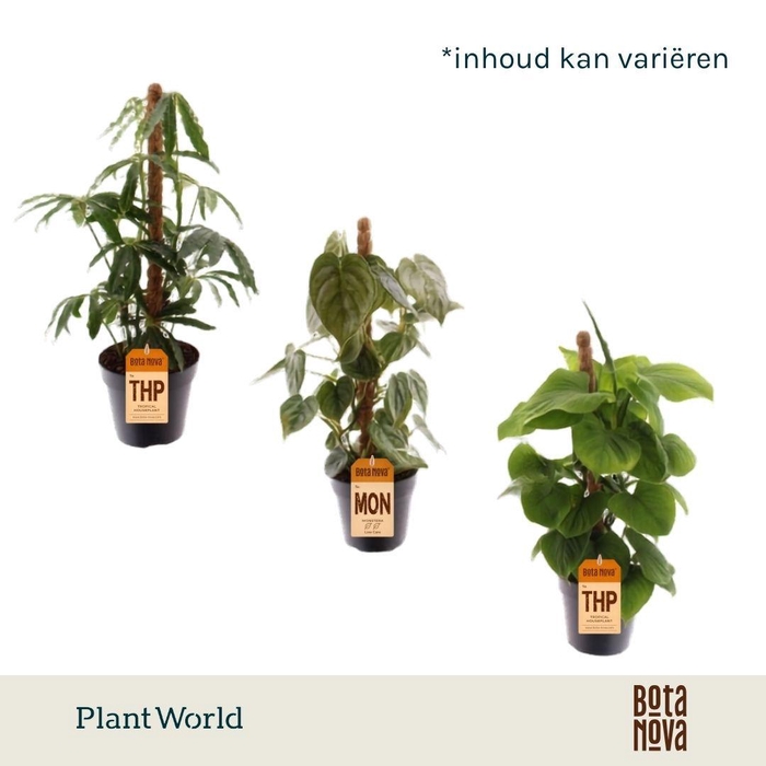 <h4>Botanic Mosstok Mix</h4>