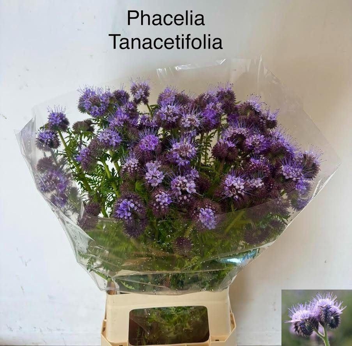 <h4>OVERIG SNIJBLOEMEN SNIJBLOEMEN OV,2</h4>