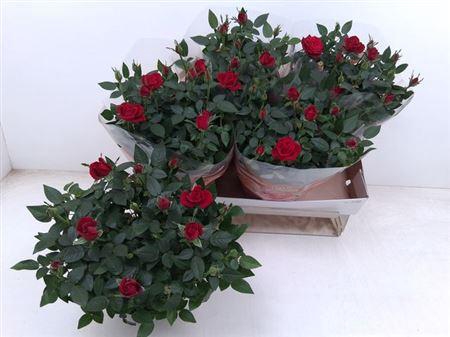 <h4>Ro Fav Ro Red</h4>