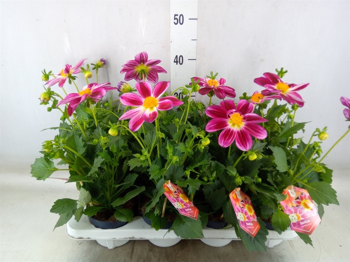 <h4>Dahlia  'Summerbees Purple Bicolor'</h4>