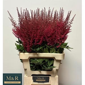 ASTIL AR PAUL GAARDE