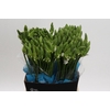 Ornithogalum Mount Fuji