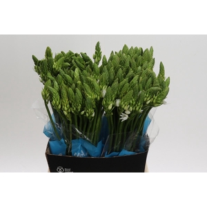 Ornithogalum Mount Fuji