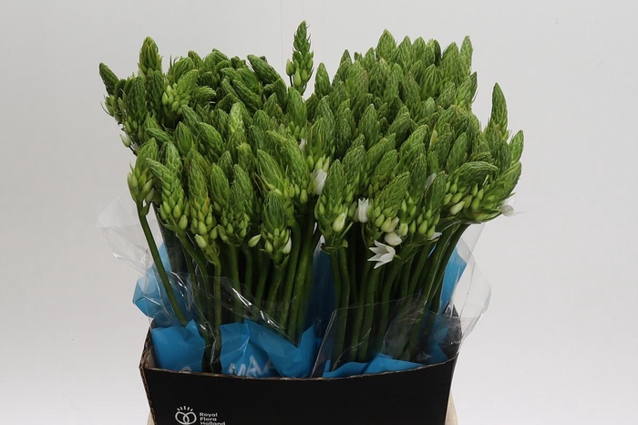 <h4>Ornithogalum Mount Fuji</h4>