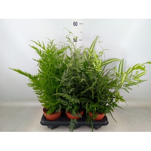 Pteris   ...mix