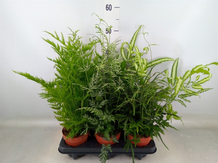 <h4>Pteris   ...mix</h4>