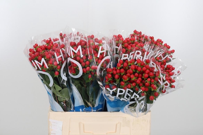 <h4>Hyp Coco Rio Rood</h4>