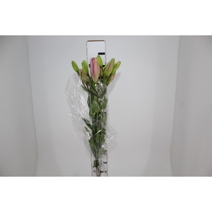 LIRIO ALBUFEIRA 090 CM HT 3/4 FLS ROSA