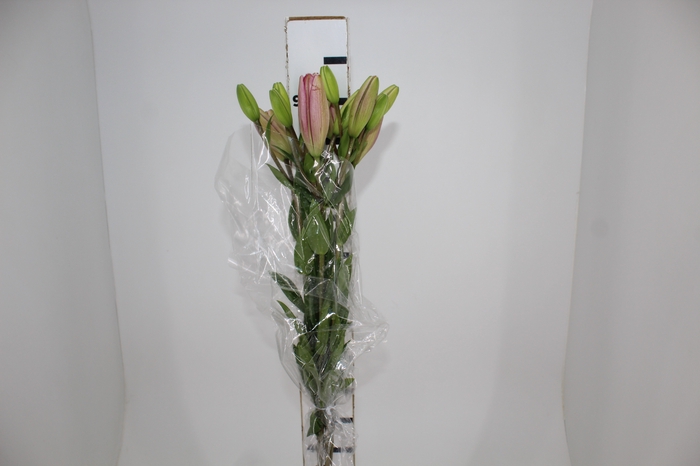 <h4>LIRIO ALBUFEIRA 090 CM HT 3/4 FLS ROSA</h4>