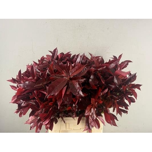 Photinia Red Robin