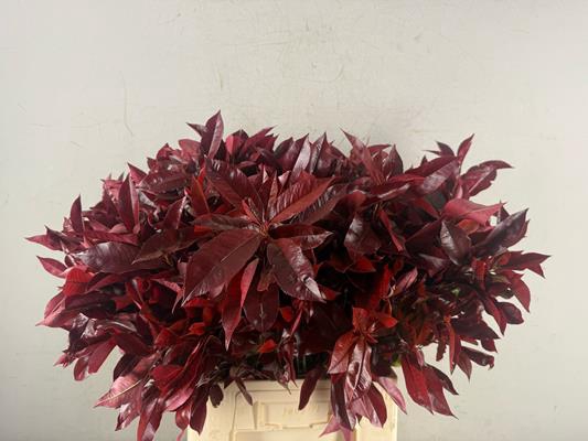 <h4>Photinia Red Robin</h4>