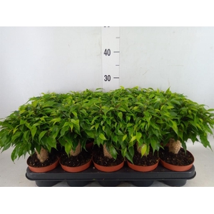 Ficus benja. 'Green Kinky'