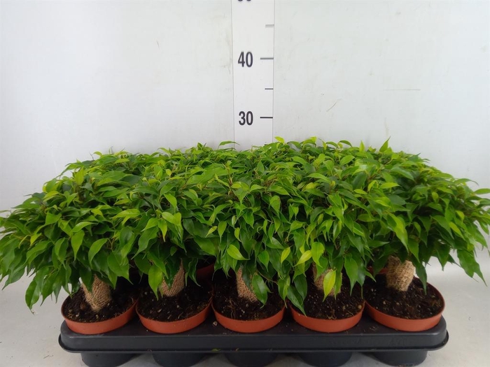 <h4>Ficus benja. 'Green Kinky'</h4>