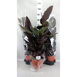 Calathea sanderiana