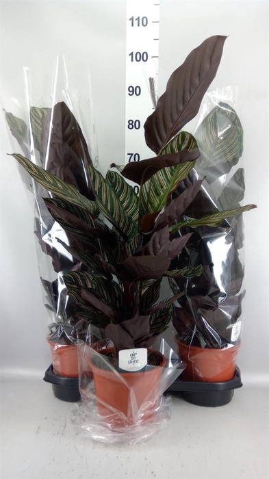 <h4>Calathea sanderiana</h4>