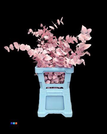 <h4>Cinerea Light Milka</h4>