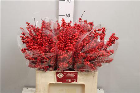 <h4>Ilex Ve Rode Bes</h4>