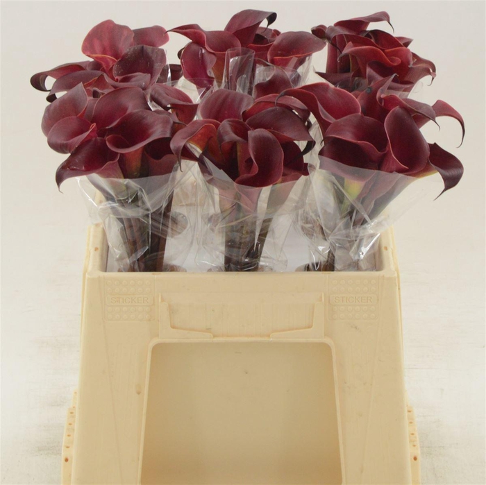 <h4>Calla Red Charm</h4>