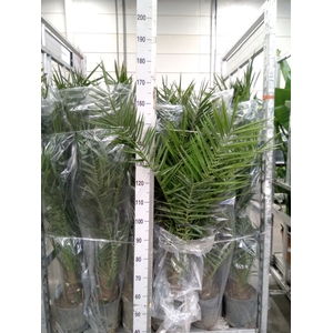 Phoenix canariensis