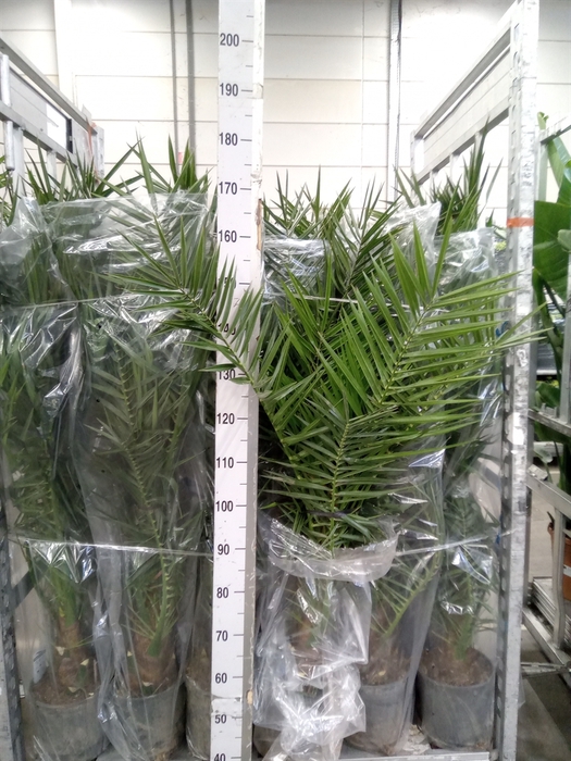 <h4>Phoenix canariensis</h4>