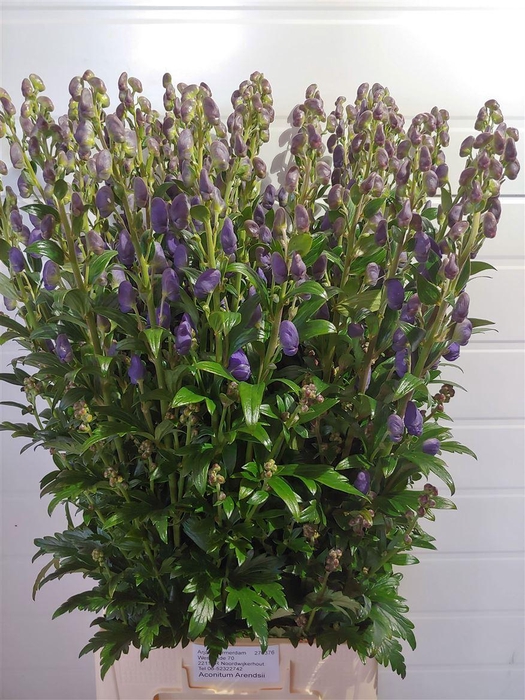 <h4>Aconitum Car Arendsii</h4>