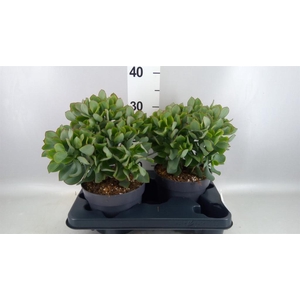 Crassula arborescens 'Curly'