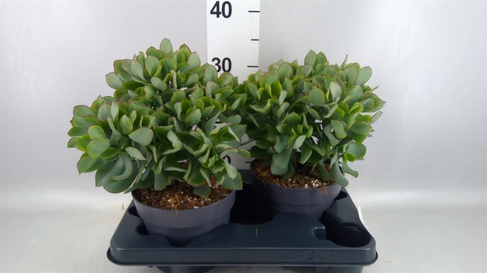 <h4>Crassula arborescens 'Curly'</h4>