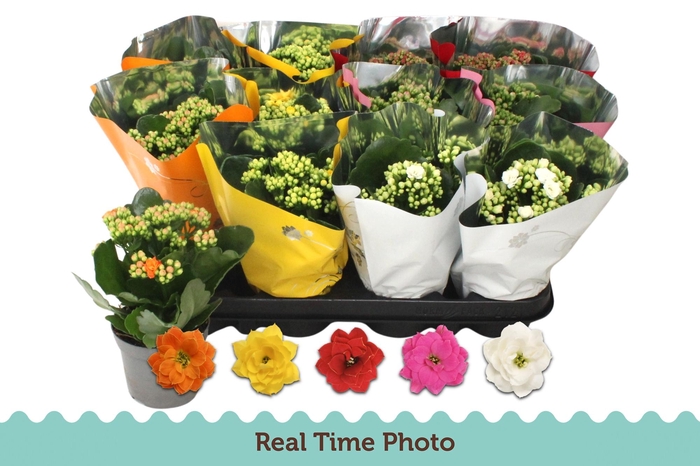 <h4>KAL GE GEM 5 KL</h4>