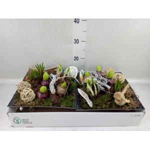 Arr.   Bol/Knolgewas L%