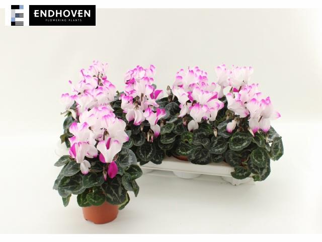 <h4>CYCL MD INDIAKA</h4>