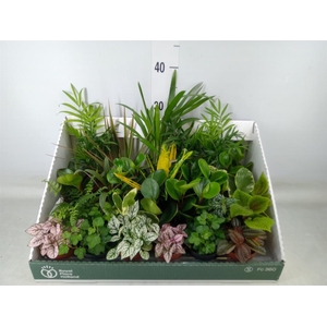 Planten Groen   ...mix 24
