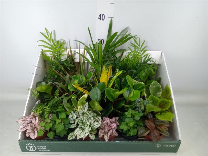 <h4>Planten Groen   ...mix 24</h4>