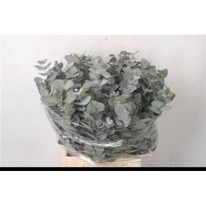 EUC CINEREA PER BOS