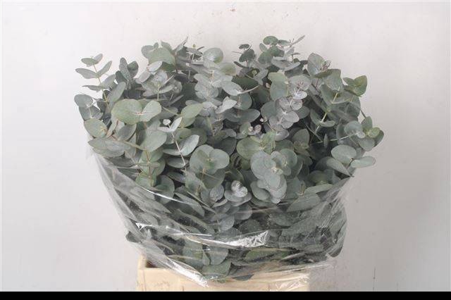 <h4>EUC CINEREA PER BOS</h4>