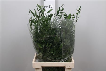 <h4>Danae Racemosa Pb</h4>