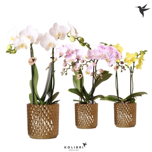 Kolibri Orchids Phalaenopsis mix 2 spike in Diamond pot gold