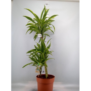 Dracaena fr de 'LemonLime'