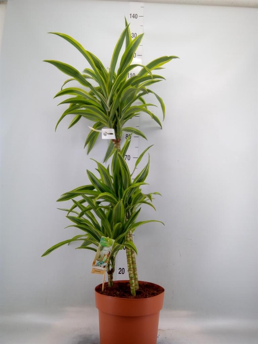 <h4>Dracaena fr de 'LemonLime'</h4>