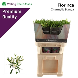 ALST FL CHARME BLANC