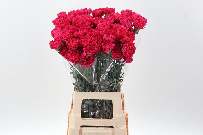 <h4>Di St Bizet hi</h4>