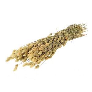 Bunch Phalaris 200g L65