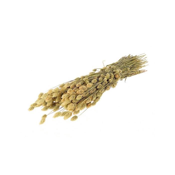 <h4>Bunch Phalaris Slv 200g L60</h4>