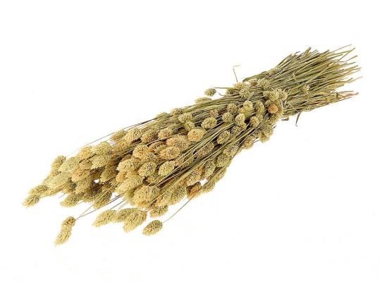 Bunch Phalaris 200g L65