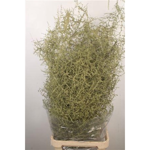 Asparagus Salv. Metal Olive